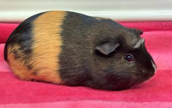 Rescue Guinea Pig Guinea Pigs for Adoption in Sauk Village, Illinois - Clover | PetCurious